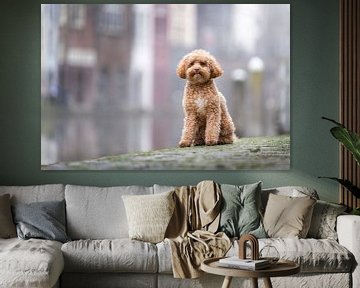 Hond aan de Utrechtse gracht van Daniëlle Kock