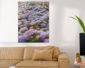 Hortensias en été sur Marina de Wit