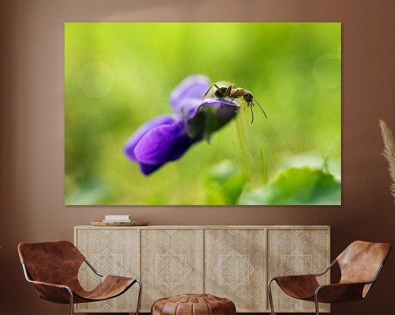 Aperçu de la chambre