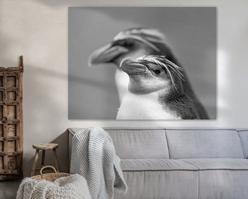 Royal Penguin, Eudyptes schlegeli van Beschermingswerk voor aan uw muur