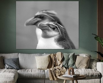 Royal Penguin, Eudyptes schlegeli van Beschermingswerk voor aan uw muur
