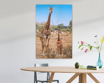 Moeder giraffe met kind, wilde dieren in Zuid-Afrika
