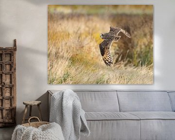 Birds | Short-eared owl hunting over the salt marshes near Lauwersmeer by Servan Ott