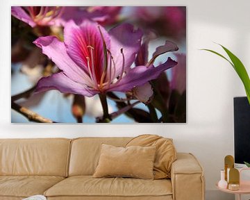 The Purle Blossom by Cornelis (Cees) Cornelissen