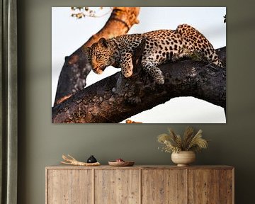 Leopard auf Baum