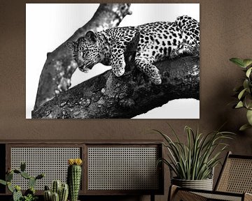 Leopard auf Baum schwarz weiss