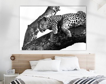 Leopard on tree black white by Robert Styppa