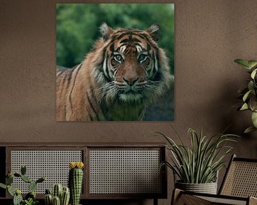 Sumatraanse tijger van Maarten Verhees