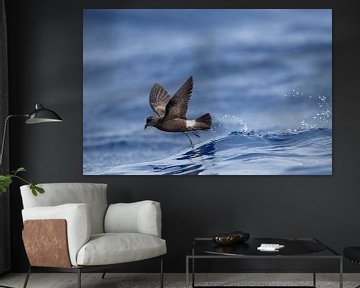 Madeira-Sturmvogel, Oceanodroma castro granti von Beschermingswerk voor aan uw muur