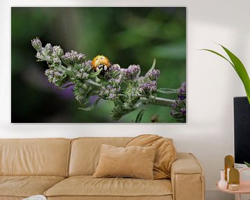 Ladybird on butterfly bush by Fotomakerij