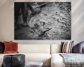 Schwarz-Weiß-Foto eines Nashorns