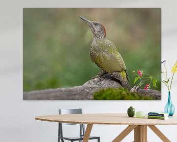 Green woodpecker by Jan Jongejan