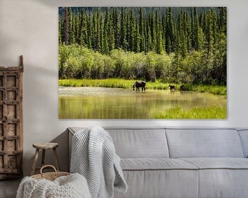 Cow moose with calves in the Alaskan wilderness by Roland Brack