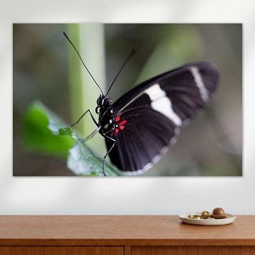 Heliconius sara