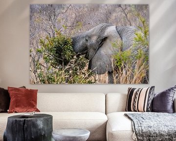 Seine Lieblingsspeise - Elefant im Kruger von Lenneke Maasland