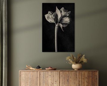 Amaryllis in Sepia. von Renee Klein