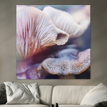 Pilze - nicht einfach so zu sehen -abstrakt