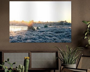 Sunrise with frost in heath and dune area v3 by mitevisuals