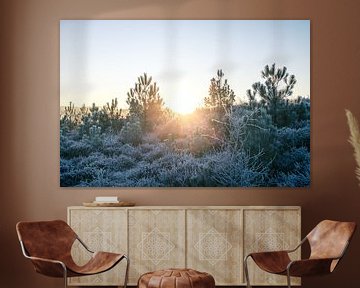 Sunrise with frost in heath and dune area v4 by mitevisuals