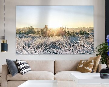 Sunrise with frost in heath and dune area v5 by mitevisuals