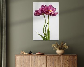 Tulp met Spiegelbeeld. van Renee Klein