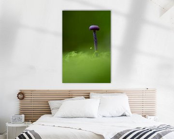 Amathist mushroom in the moss by Danny Slijfer Natuurfotografie
