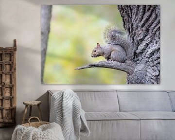 Grijze eekhoorn (Gray squirrel) van Tim Emmerzaal