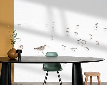 strandlopers op het wad