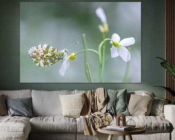 Vlinder, het oranjetipje van Danny Slijfer Natuurfotografie