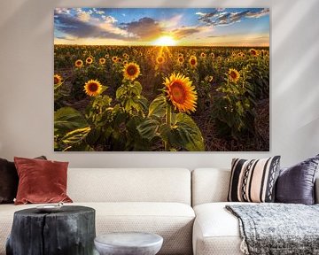 Sunflower Field Summer Sunset by Daniel Forster