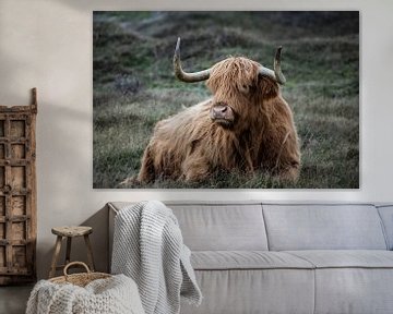 Scottish Highlander light brown and reclining by Rob Rollenberg