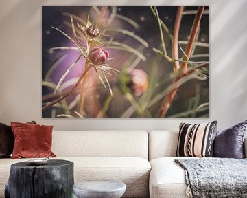 Cosmea bloem in knop | fine art bloemen foto van Eva Capello