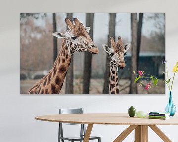 Girafe sur Bjorn Brekelmans