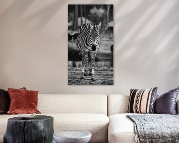 Zebra sur Bjorn Brekelmans