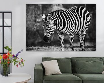 Zebra sur Bjorn Brekelmans