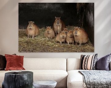 Capibara"s van Frank Smedts