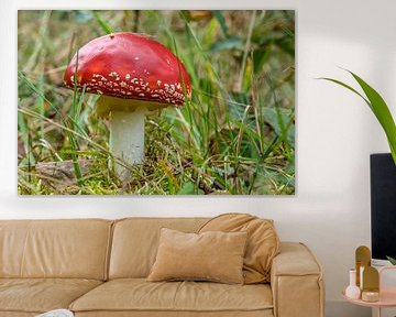 mushroom red with white dots by Hermen Buurman
