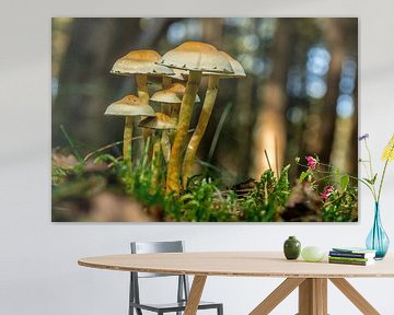mushrooms by Hermen Buurman