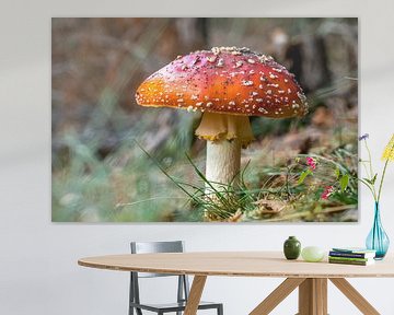 The Mushroom by Hermen Buurman