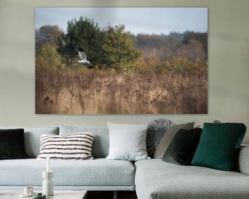 Hen harrier by Danny Slijfer Natuurfotografie