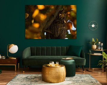 Hibou moyen-duc au repos sur Danny Slijfer Natuurfotografie