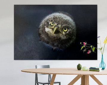 Hibou de pierre sur Danny Slijfer Natuurfotografie