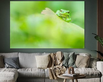 Grenouille arboricole en vert. sur Danny Slijfer Natuurfotografie