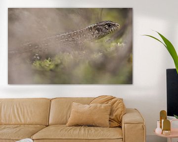 Lézard des sables sur Danny Slijfer Natuurfotografie