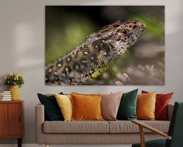 Lézard des sables sur Danny Slijfer Natuurfotografie