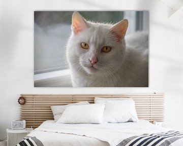 Een witte kat met gele ogen