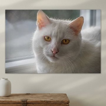 Un chat blanc aux yeux jaunes