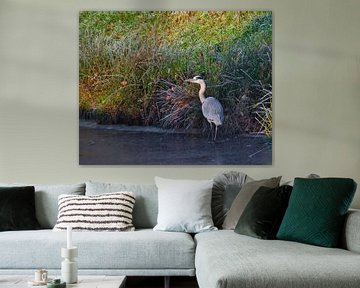 Heron on frozen ditch by Miny'S