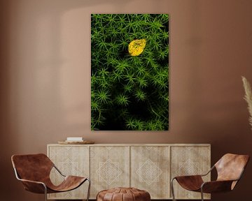 Star moss in the forest by Danny Slijfer Natuurfotografie