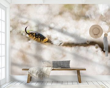 Ringslang op de Veluwezoom van Danny Slijfer Natuurfotografie